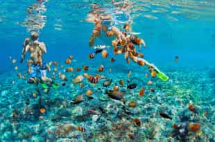 Snorkel through Koh Samui's crystal clear waters