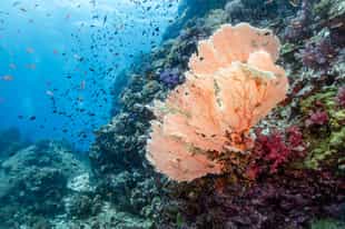 Scuba dive among the coral reefs in Koh Kood