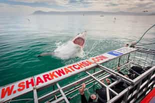 Cage dive with sharks in the Overberg
