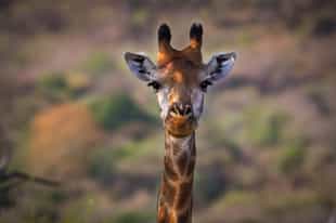 Franschhoek safari and Wine: the ultimate Combo