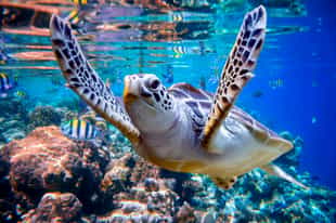Snorkel amongst the shoals in the Maldives