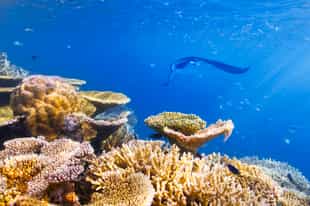 Spot some of the large manta rays in the Maldives