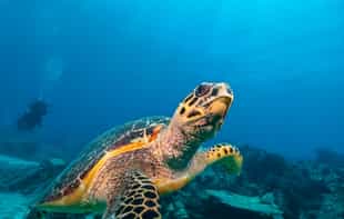 Dive in the Seychelles' marine life-rich waters