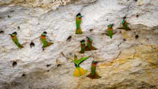 Go bird watching in Zakouma National Park