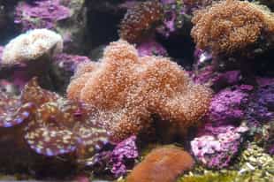Scuba dive among the coral reefs in Kep