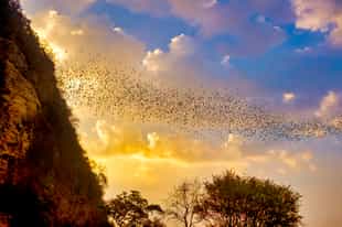 See the residents of the Battambang bat caves fly