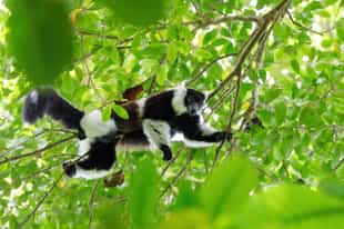 Spot the lemurs in Analamazaotra National Park