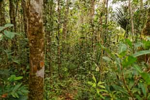 Walk through Vakona Private Reserve in Andasibe