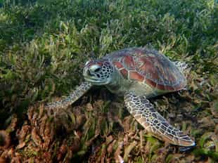 Head out for a snorkelling trip to Nosy Tanikely