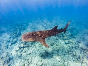 Go on a whale shark excursion in Nosy Be