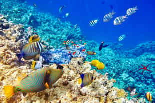 Explore the underwater world of Nosy Boraha