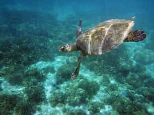 Go diving in Ifaty's marine life-rich waters
