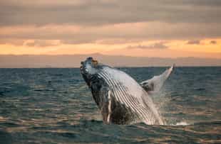 Spot whales on a boat cruise in Masoala