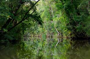 Spot the birds of Masoala from your pirogue