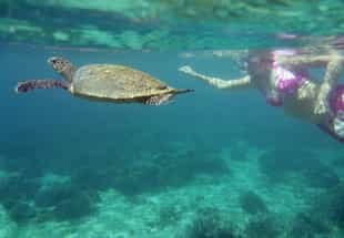 Snorkel the clear waters of Manafiafy
