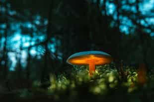 Take a guided night walk safari in Cloud Forest