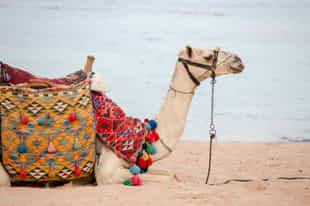Go on a camel safari in Sharm El Sheikh desert
