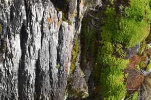 Explore the cloud forest on a guided hike 