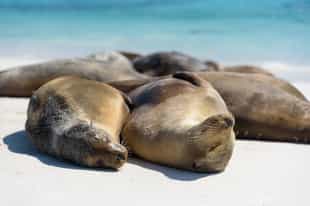 See sea lions on Española Island at San Cristobal