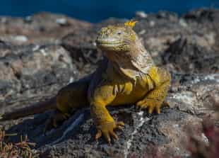 Spot the basking marine and land Iguanas