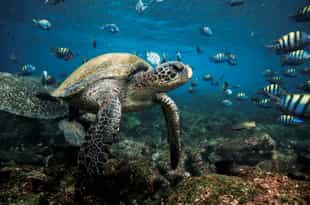 Spot marine life while snorkelling in Isla Isabela
