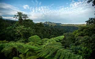 Take in the views on a Amazon forest canopy walk