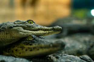 Head out on a nighttime caiman spotting expedition
