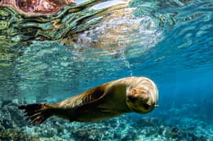 Explore the underwater world of San Cristobal