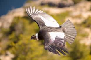 Spot birds and wildlife in El Calafate 