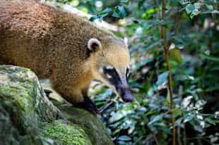Explore local flora and fauna around Iguazu falls