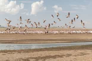 Go on a birding safari around Lake Eyasi