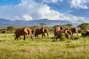 Track wildlife on a game drive in KwaZulu Natal
