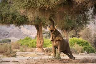 Track the desert adapted elephant in Koakoland