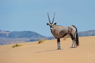 Track Kaokoland's wildlife on a game drive