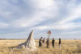 Discover Etosha's smaller wildlife on a bush walk