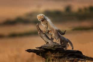 Search for wildlife on a game drive in Masai Mara