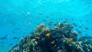 Explore the crystalline waters around Mafia island