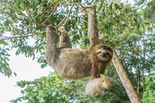 Take a rainforest hanging bridges and sloths tour