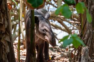 Explore the Tapir Valley Nature Reserve