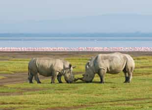 Track Lake Nakuru's wildlife on a game drive