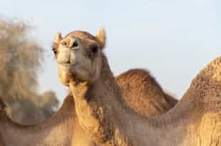 Meet camels at a local farm in Ras Al Khaimah