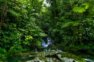 Explore the Los Campesinos Reserve, Manuel Antonio