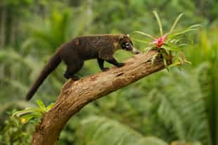 Spot elusive wildlife in Rincón de la Vieja