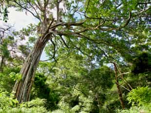 Take a guided hike through Rincón de la Vieja
