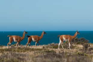 Spot the incredible wildlife of Peninsula Valdes