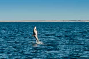 See the rich marine life of Peninsula Valdes