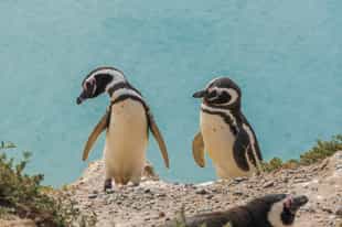 Visit the Estancia San Lorenzo penguin rookery