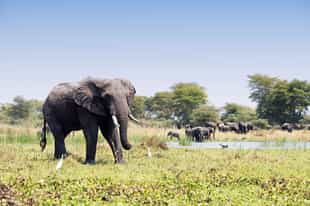 Explore the diversity of Liwonde National Park