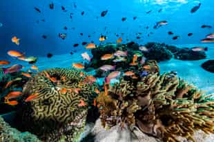 Explore natural wonders of Komodo National Park