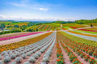 Take in the views of the hills and fields of Biei 